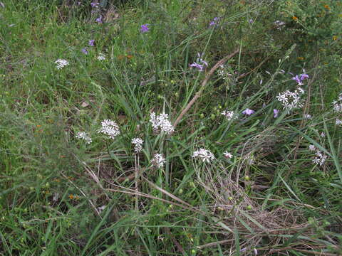 Image of Burchardia umbellata R. Br.