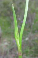 Image of Burchardia umbellata R. Br.