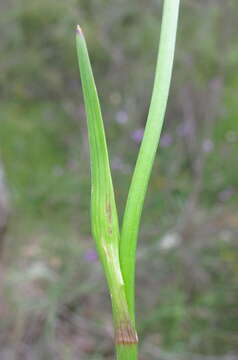 Image of Burchardia umbellata R. Br.