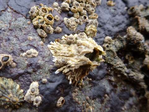 Image of thatched barnacle