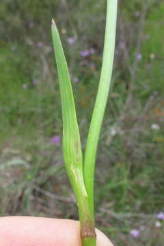 Image of Burchardia umbellata R. Br.