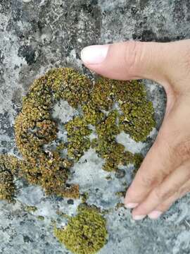 Image of Texas xanthopsorella lichen