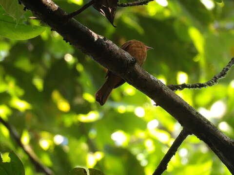 Image of Rufous Mourner