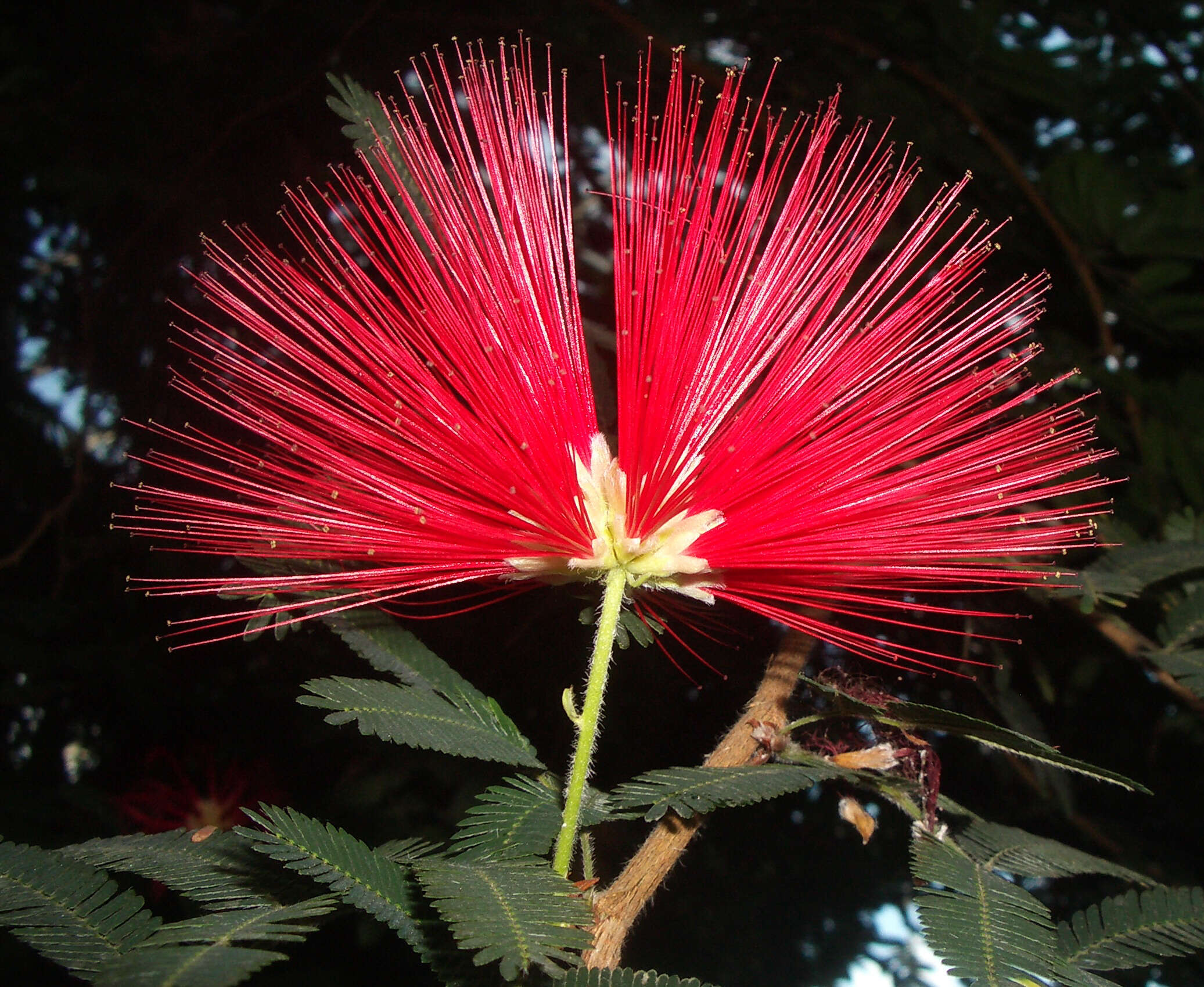 Image of Brazilian flame bush