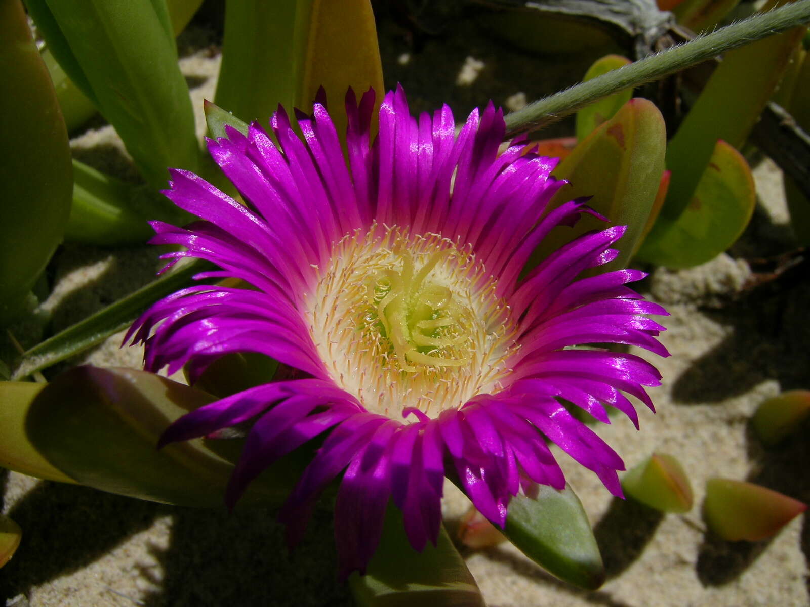 Image of Pigface