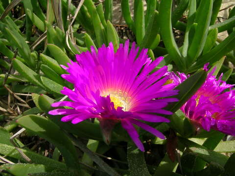 Image of Pigface