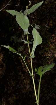 Image of eared goldenrod