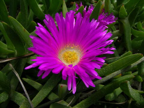 Image of Pigface