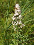 Imagem de Spiraea alba Du Roi