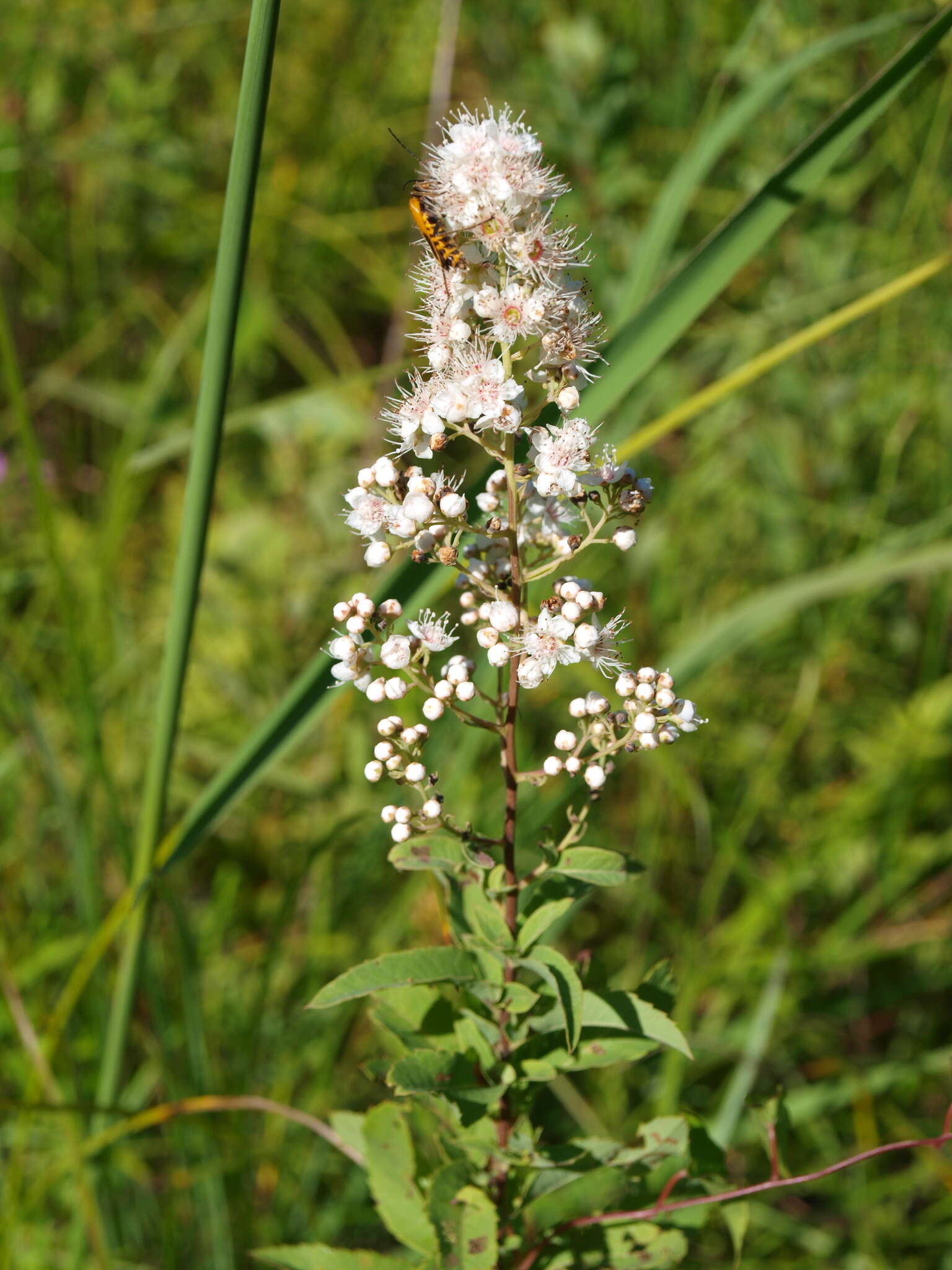 Imagem de Spiraea alba Du Roi