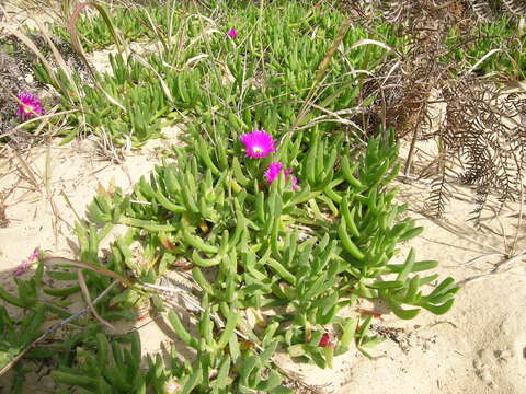 Image of Pigface