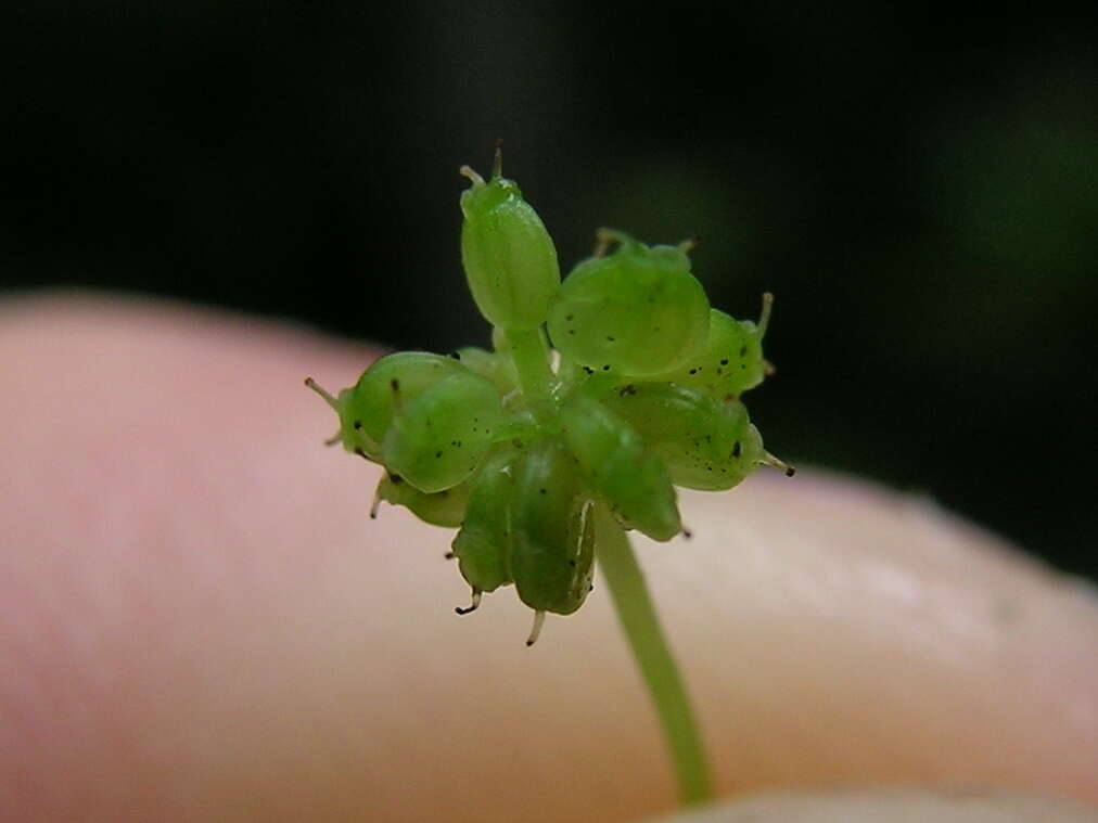 Слика од Centella asiatica (L.) Urb.