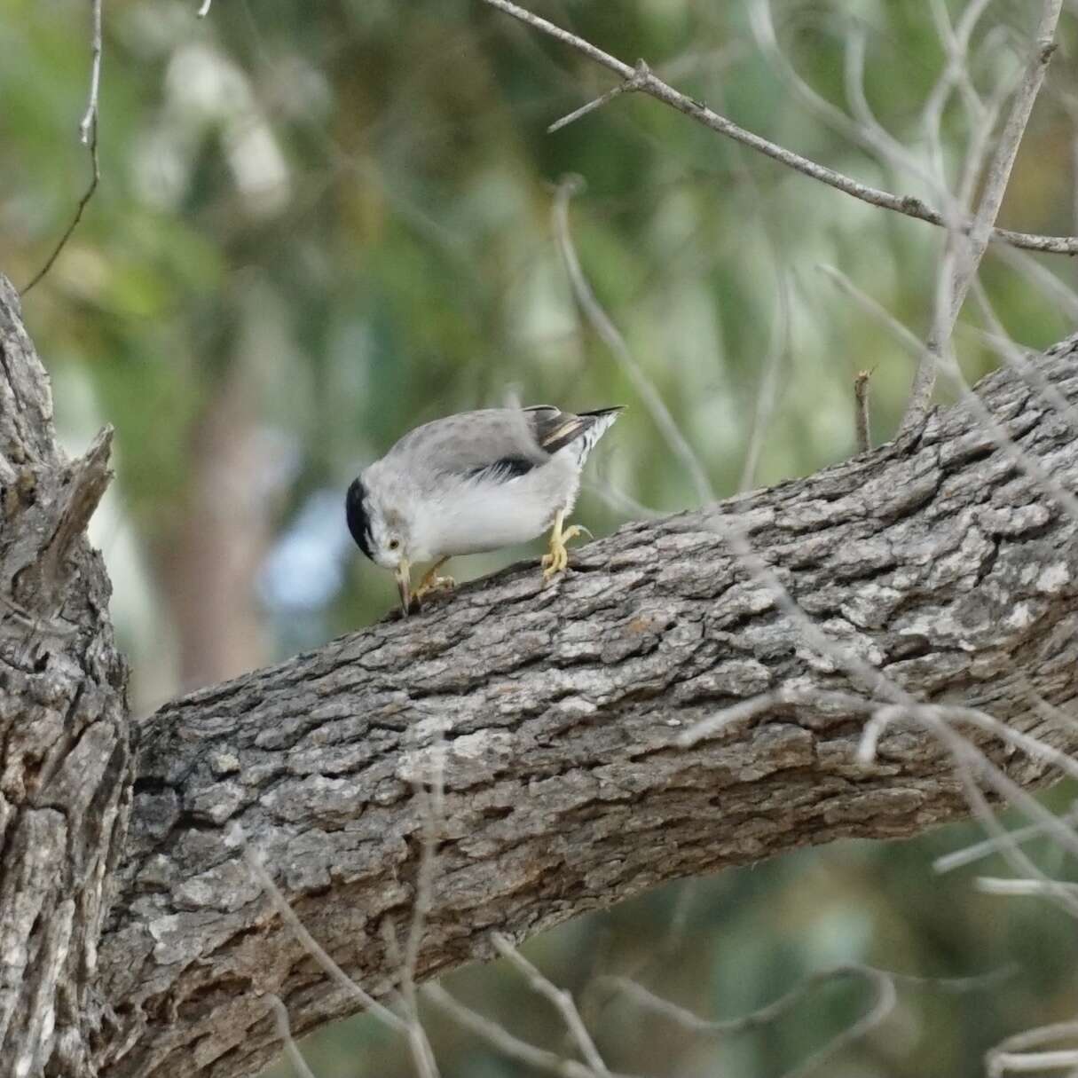 Image of Daphoenositta chrysoptera pileata (Gould 1838)