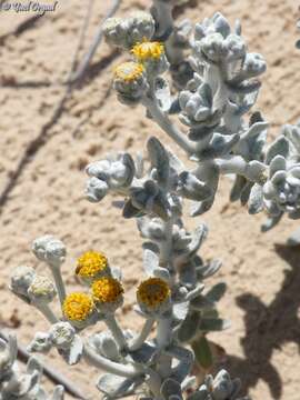 Image of Achillea maritima subsp. maritima