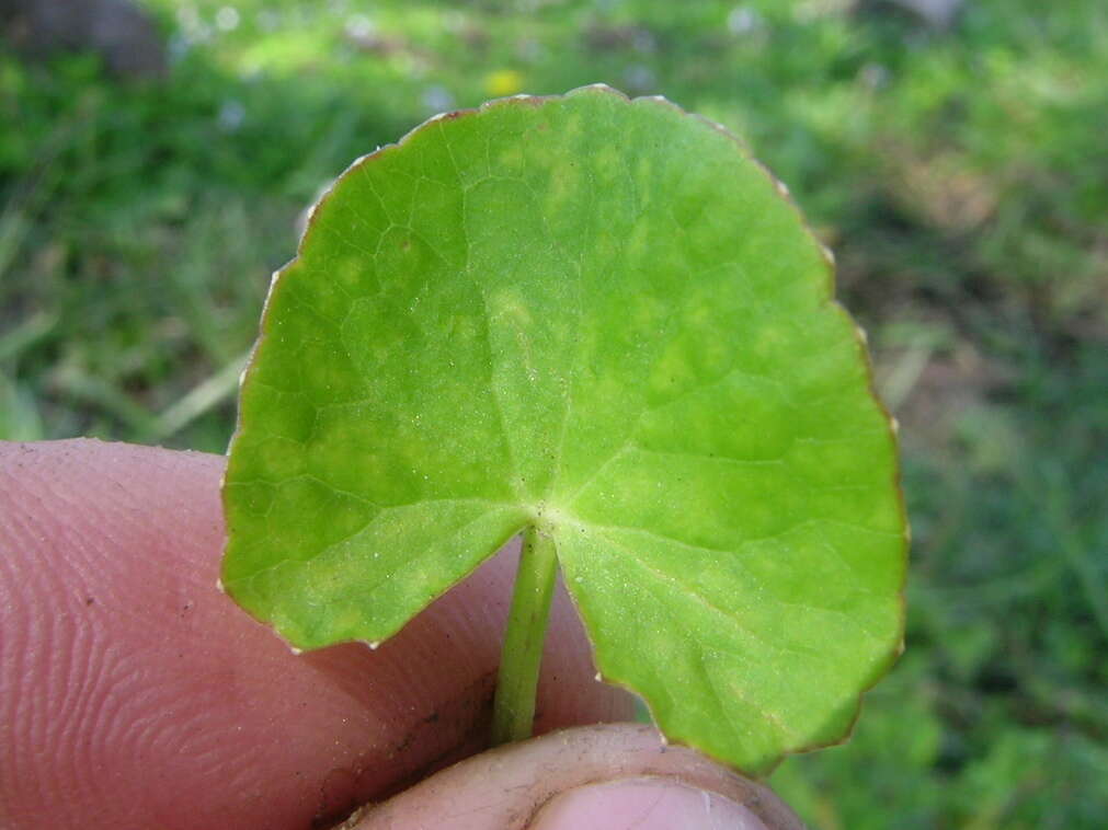 Слика од Centella asiatica (L.) Urb.