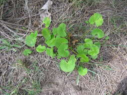 Слика од Centella asiatica (L.) Urb.