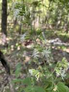 Image of Blue Ridge catchfly