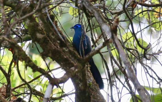 Plancia ëd Coua caerulea (Linnaeus 1766)