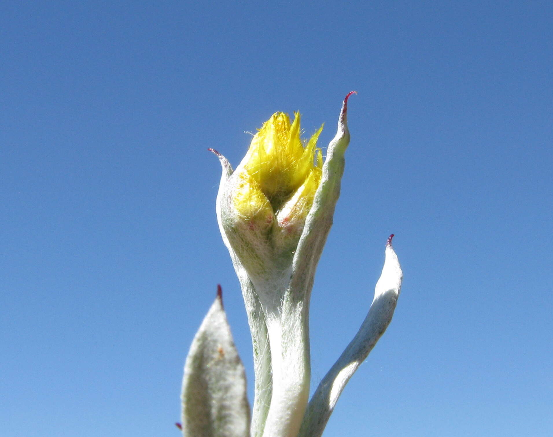 Image of Chrysocephalum apiculatum (Labill.) Steetz