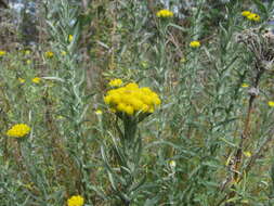 Image of Chrysocephalum apiculatum (Labill.) Steetz