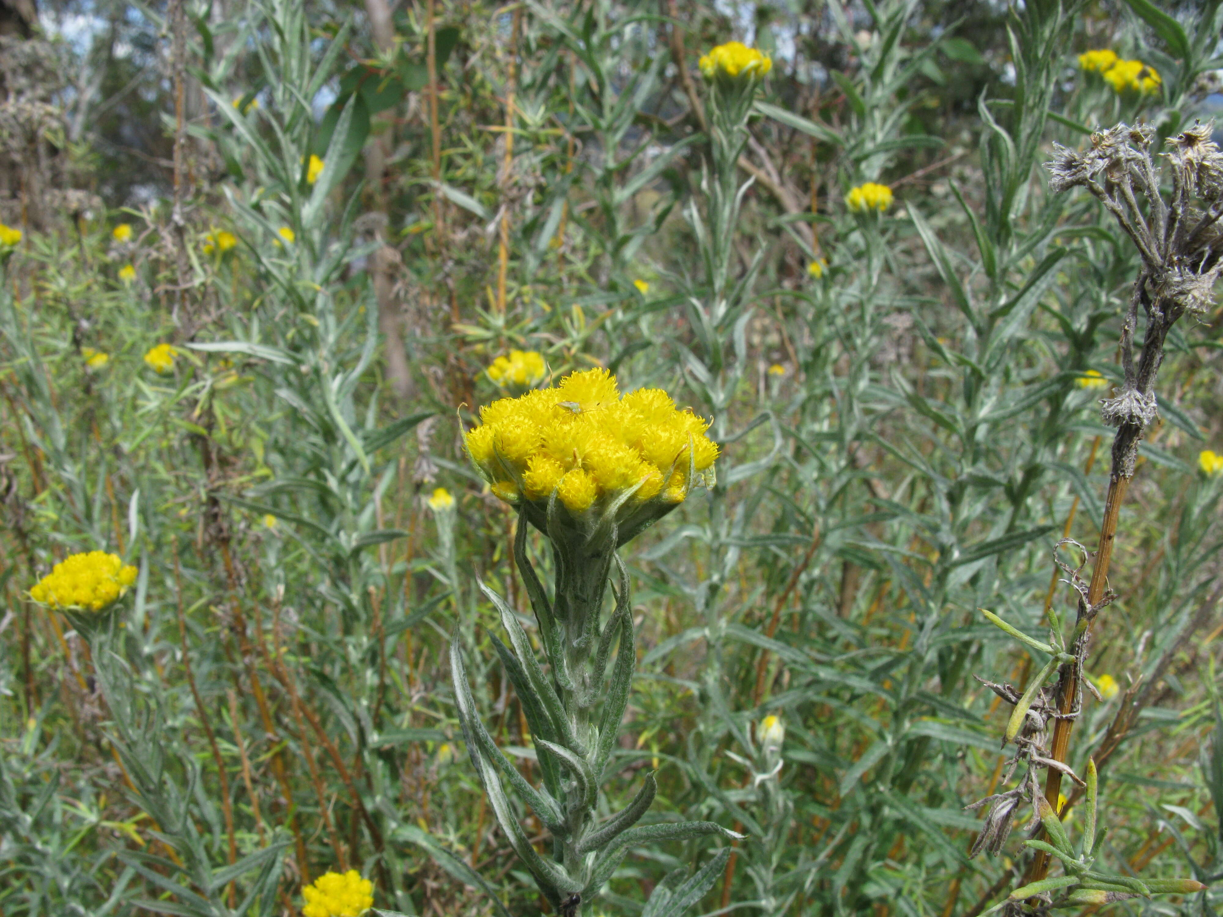 Image of Chrysocephalum apiculatum (Labill.) Steetz