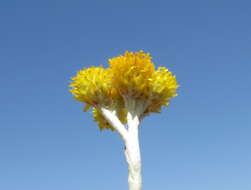 Image of Chrysocephalum apiculatum (Labill.) Steetz