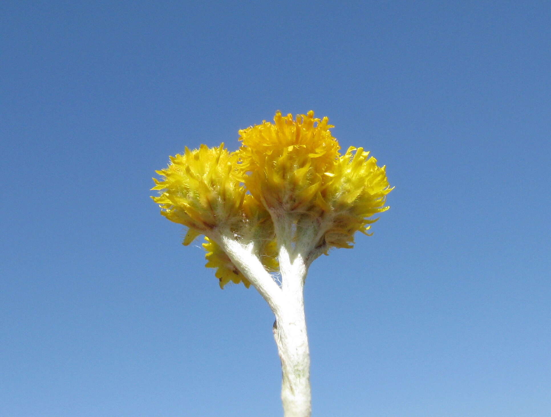 Image of Chrysocephalum apiculatum (Labill.) Steetz