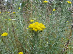 Image of Chrysocephalum apiculatum (Labill.) Steetz