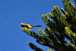 Image of Araucaria Tit-Spinetail