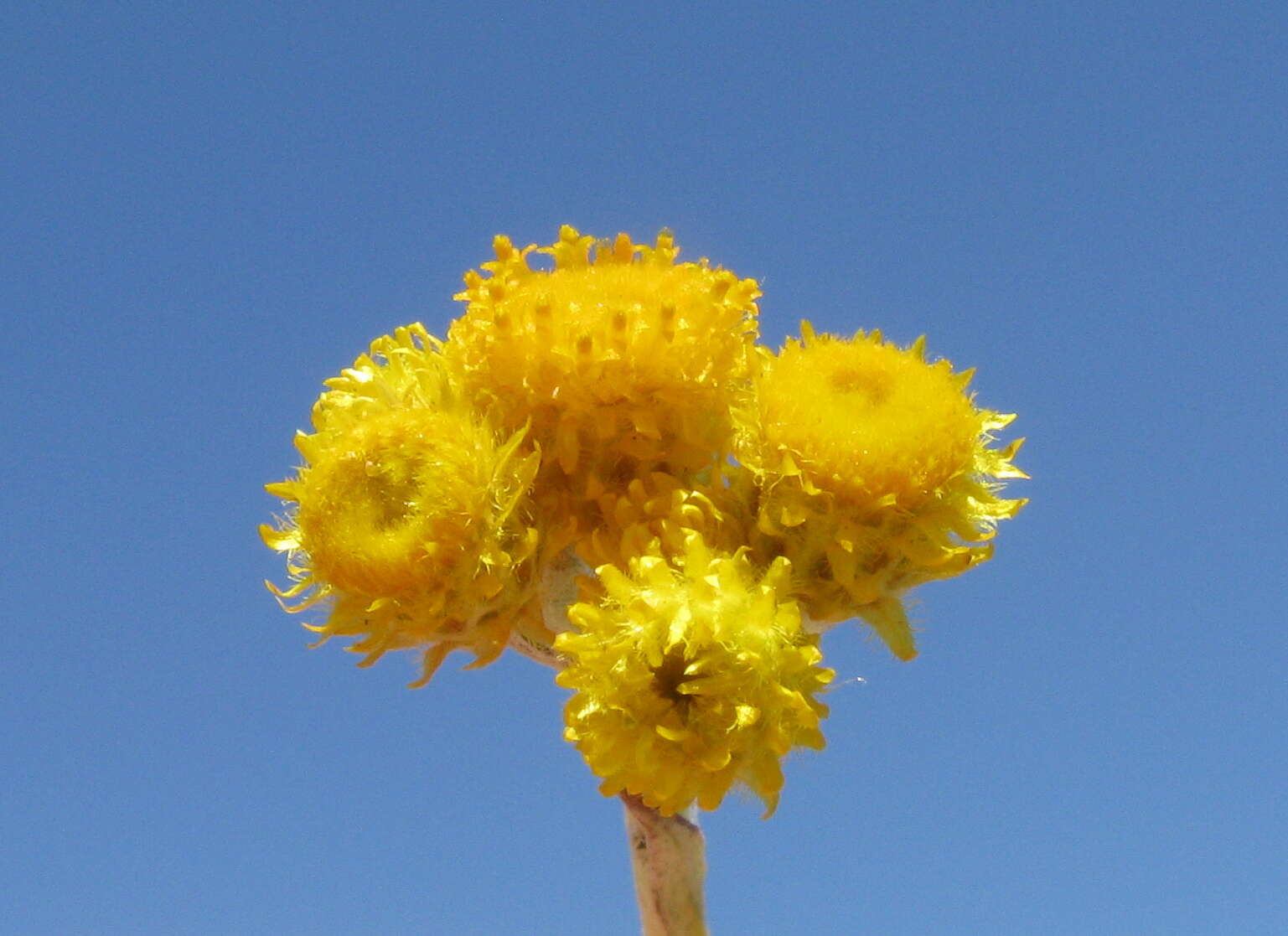 Image of Chrysocephalum apiculatum (Labill.) Steetz