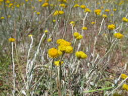 Image of Chrysocephalum apiculatum (Labill.) Steetz