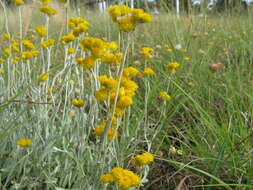 Image of Chrysocephalum apiculatum (Labill.) Steetz