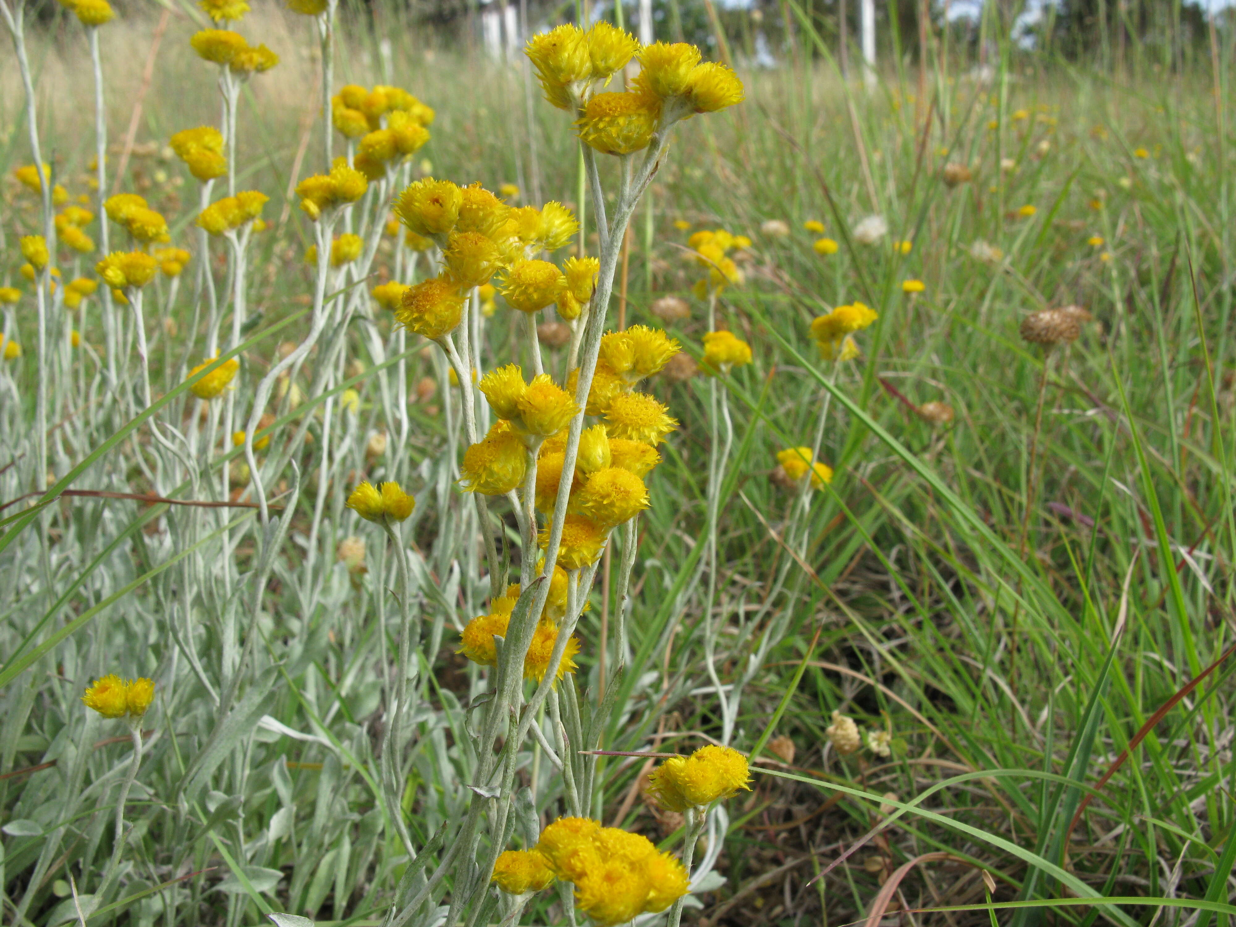 Image of Chrysocephalum apiculatum (Labill.) Steetz