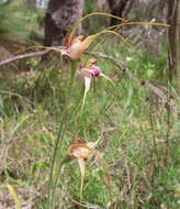 Image de Caladenia georgei Hopper & A. P. Br.