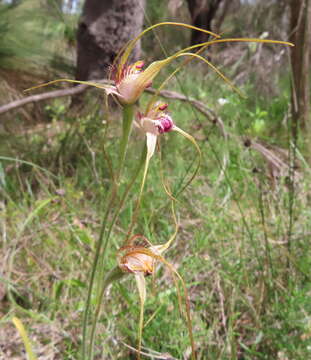 Image of Tuart spider orchid