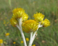 Image of Chrysocephalum apiculatum (Labill.) Steetz