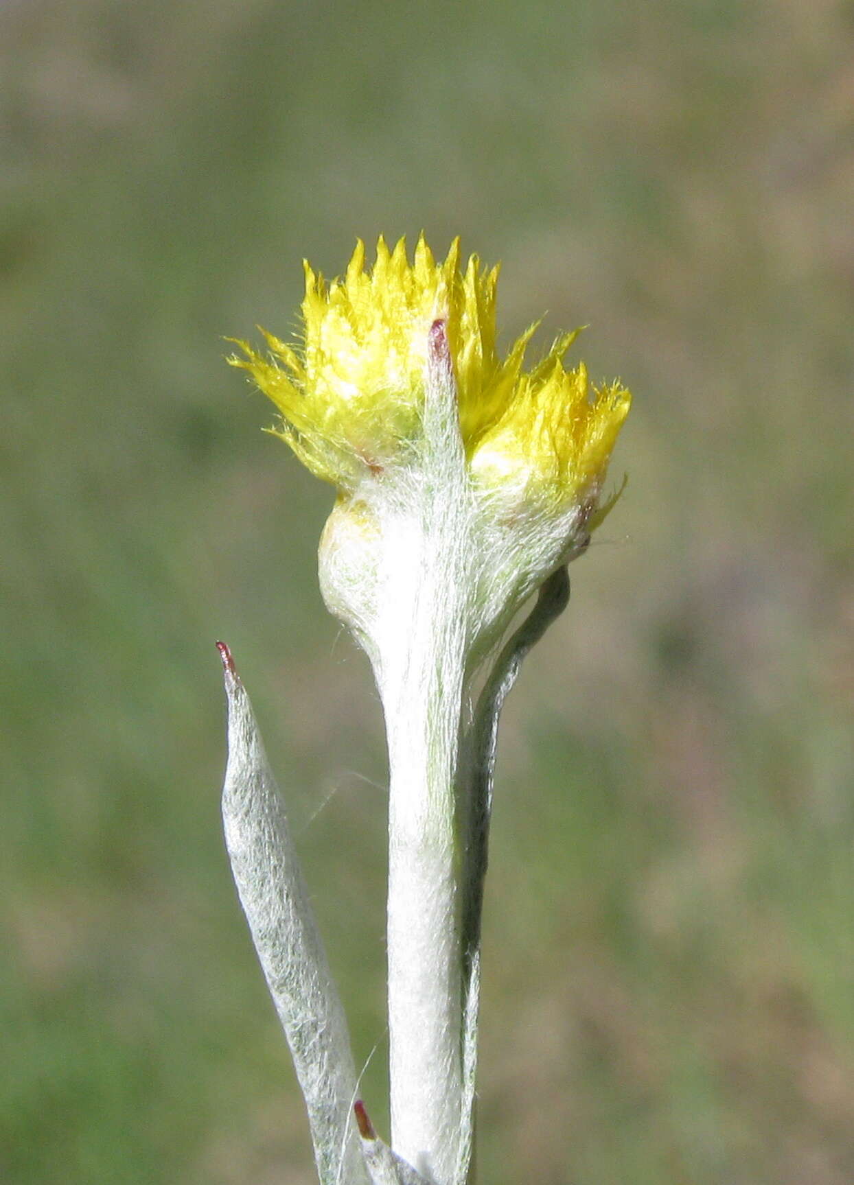 Image of Chrysocephalum apiculatum (Labill.) Steetz