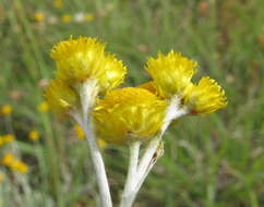 Image of Chrysocephalum apiculatum (Labill.) Steetz