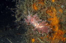 Image of Fjordia lineata (Lovén 1846)