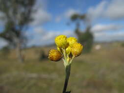 Image of Chrysocephalum apiculatum (Labill.) Steetz