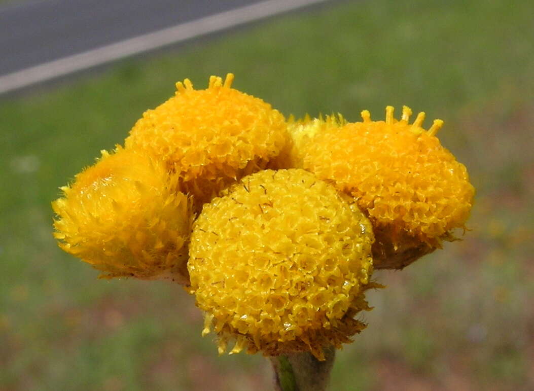 Image of Chrysocephalum apiculatum (Labill.) Steetz