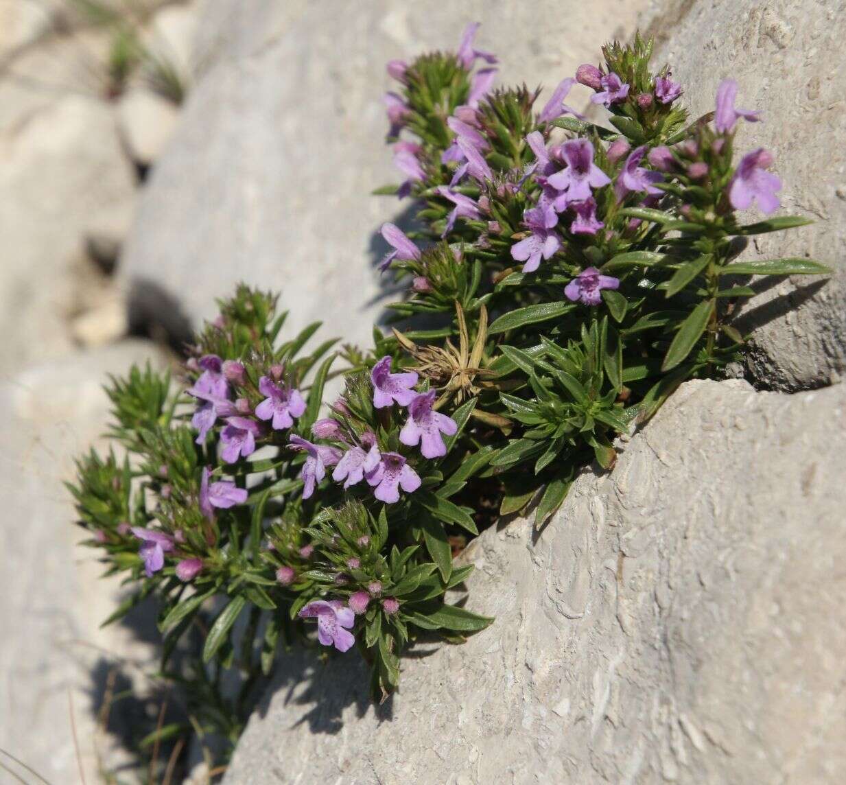 Image of Satureja subspicata Bartl. ex Vis.