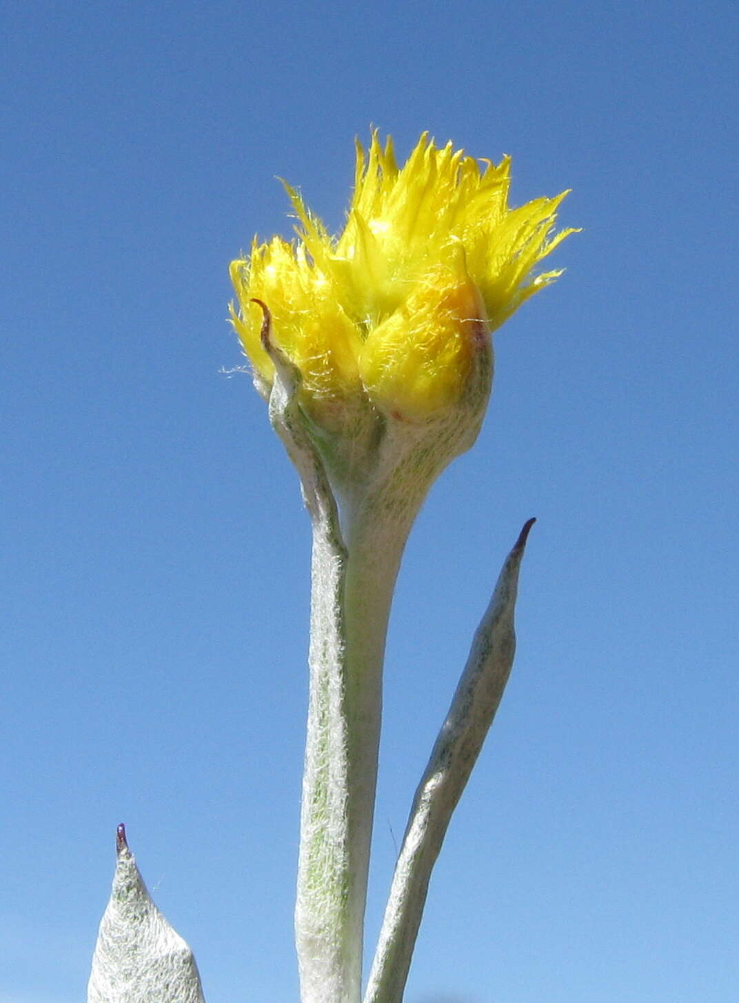 Image of Chrysocephalum apiculatum (Labill.) Steetz