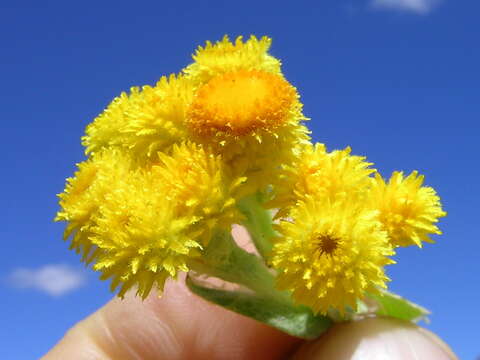 Image of Chrysocephalum apiculatum (Labill.) Steetz