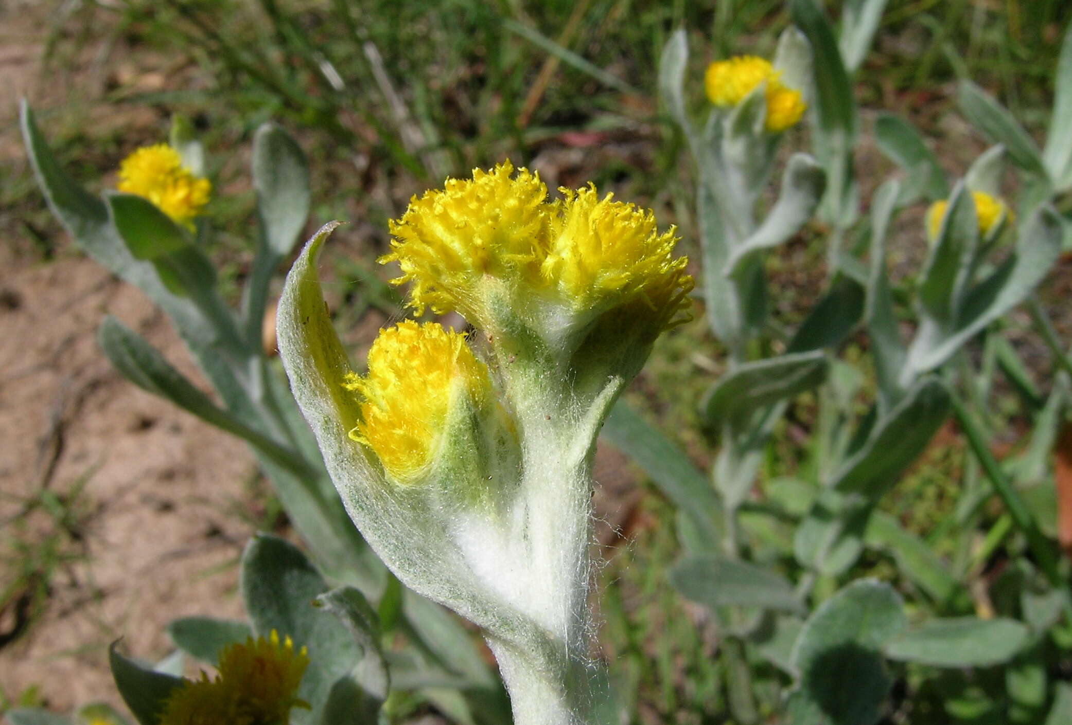 Image of Chrysocephalum apiculatum (Labill.) Steetz