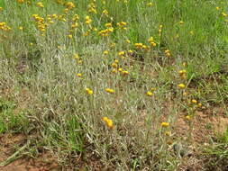 Image of Chrysocephalum apiculatum (Labill.) Steetz