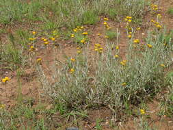 Image of Chrysocephalum apiculatum (Labill.) Steetz