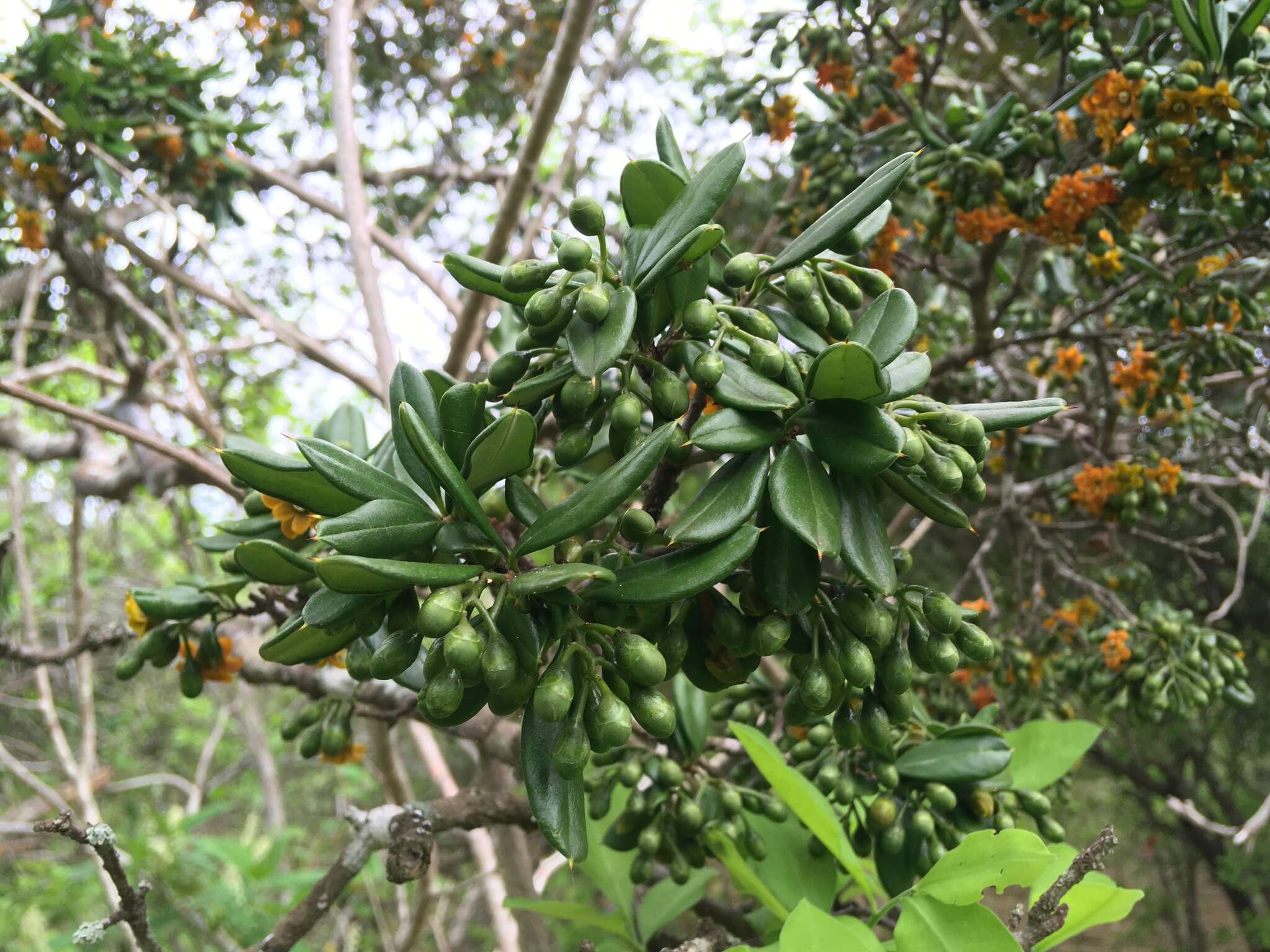 Image of Bonellia sprucei (Mez) B. Ståhl & Källersjö