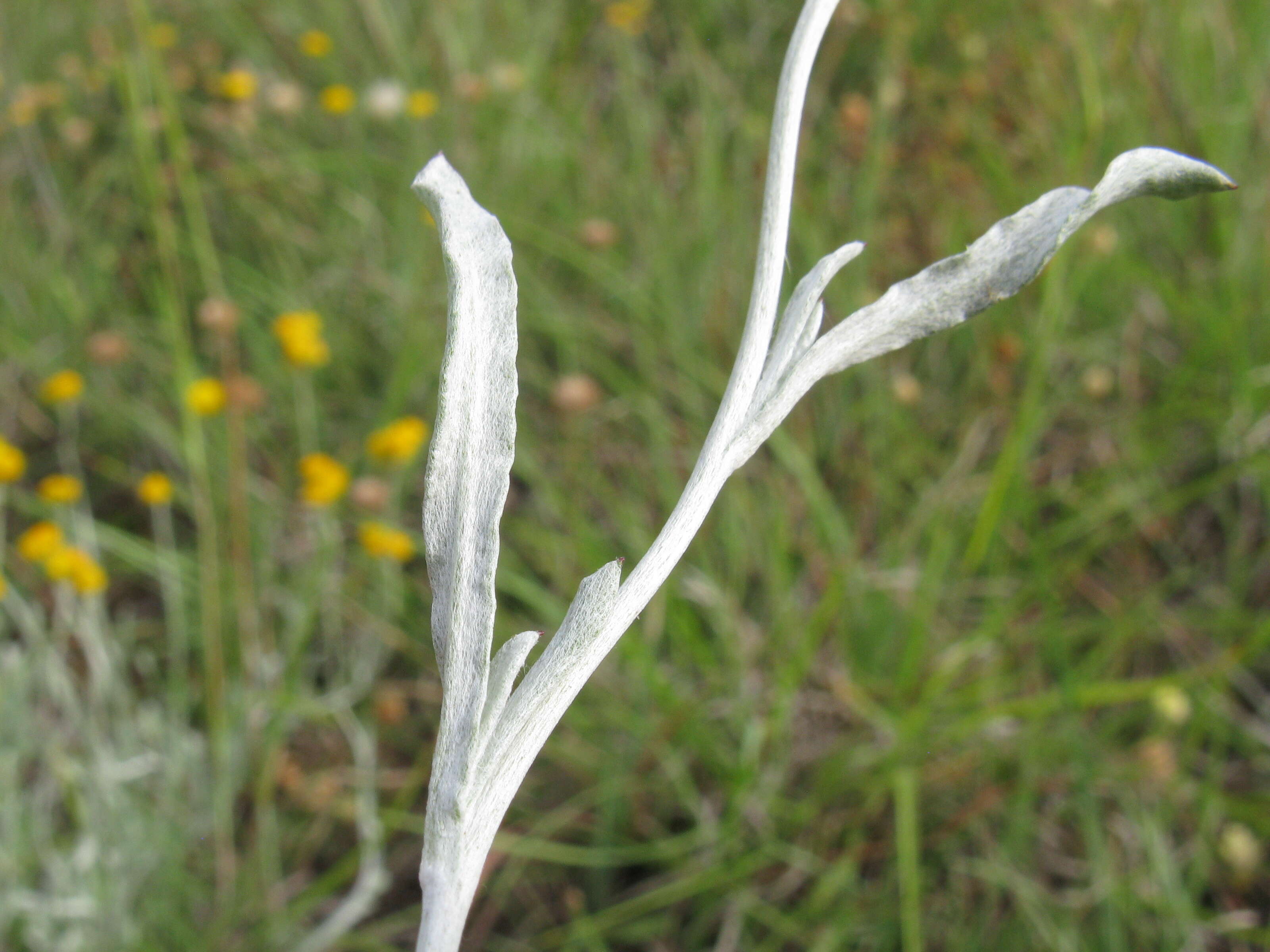 Image of Chrysocephalum apiculatum (Labill.) Steetz