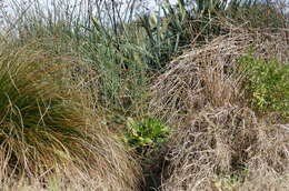 Image of Common Water-plantain